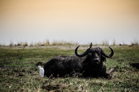 Water Buffalo, Chobe National Park, Botswana
